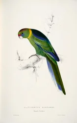 Australian Ringneck